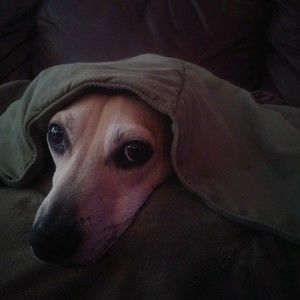 Meet your Posher, Monica